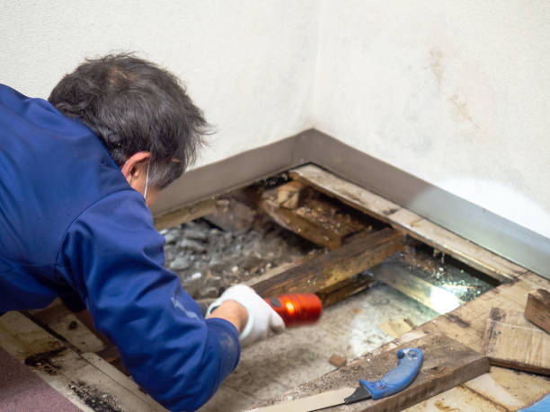Best Industrial Mold Remediation in Beach, ND