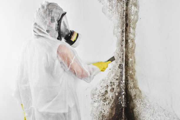 Best Residential Mold Remediation in Beach, ND