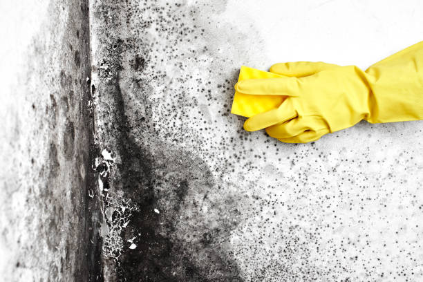Best Health and Safety Mold Remediation in Beach, ND