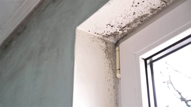 Best Crawl Space Mold Remediation in Beach, ND