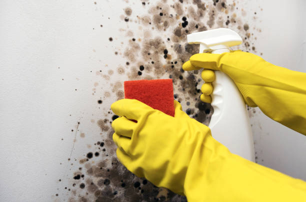 Best White Mold Remediation in Beach, ND