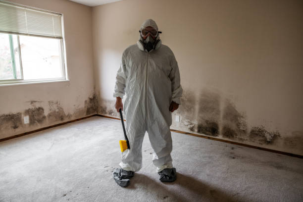 Best Post-Flood Mold Remediation in Beach, ND